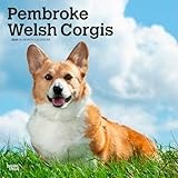 Pembroke Welsh Corgis | 2026 12 x 24 Inch (Hanging) Monthly Square Wall Calendar | Plastic-Free | BrownTrout | Animals Dog Breeds
