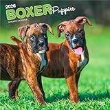 Boxer Puppies | 2026 12 x 24 Inch (Hanging) Monthly Square Wall Calendar | Plastic-Free | BrownTrout | Animals Dog Breeds Puppy