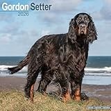 Gordon Setter 2026 Calendar | Square Wall Calendar | Dog Breed Gift | Plastic Free Packaging | by Avonside Publishing