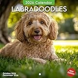 Labradoodle calendar thumbnail
