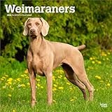 Weimaraner calendar thumbnail