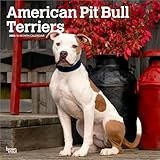 American Pit Bull Terrier calendar thumbnail