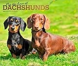 For the Love of Dachshunds | 2026 14 x 24 Inch (Hanging) Monthly Deluxe Wall Calendar | Foil Stamped Cover | Plastic-Free | BrownTrout | Animal Dog Breeds