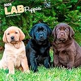 Labrador Retriever calendar thumbnail