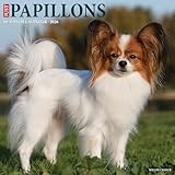 Papillon calendar thumbnail