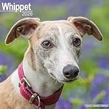 Whippet 2026 Calendar | Square Wall Calendar | Dog Breed Gift | Plastic Free Packaging | by Avonside Publishing