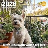 West Highland White Terrier 2026 Calendar: Bright and spunky little white terriers