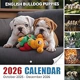 English Bulldog Puppies Calendar 2026: Sweet beginnings and lovable wrinkles marking each month