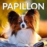 Papillon Dogs 2026 Calendar: Graceful Companions with Butterfly Ears