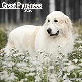 Great Pyrenees 2026 Calendar | Square Wall Calendar | Dog Breed Gift | Plastic Free Packaging | by Avonside Publishing