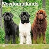 Newfoundland Dog calendar thumbnail