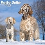 English Setter 2026 Calendar | Square Wall Calendar | Dog Breed Gift | Plastic Free Packaging | by Avonside Publishing