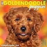 Goldendoodle Puppies 2026 12 X 12 Wall Calendar