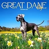 Great Dane 2026 Calendar: Gentle Giants and Loyal Companions