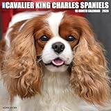 Cavalier King Charles Spaniels 2026 Wall Calendar