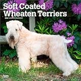 Soft Coated Wheaten Terriers | 2026 12 x 24 Inch (Hanging) Monthly Square Wall Calendar | Plastic-Free | BrownTrout | Animals Dog Breeds