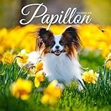 Papillon Calendar 2026: Elegant Companions with Butterfly Ears