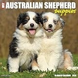 Australian Shepherd Puppies 2026 12 X 12 Wall Calendar