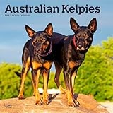 Australian Kelpies | 2026 12 x 24 Inch (Hanging) Monthly Square Wall Calendar | Plastic-Free | BrownTrout | Animal Dog Breeds