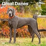 Great Dane calendar thumbnail