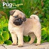 Pug Puppies | 2026 7 x 14 Inch (Hanging) Monthly Mini Wall Calendar | BrownTrout | Animals Dog Breeds Puppy