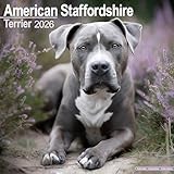American Staffordshire Terrier 2026 Calendar | Square Wall Calendar | Dog Breed Gift | Plastic Free Packaging | by Avonside Publishing