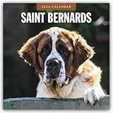 Saint Bernards 2026 Square Wall Calendar