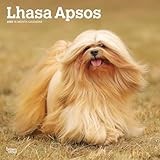 Lhasa Apso calendar thumbnail