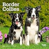Border Collies | 2026 7 x 14 Inch (Hanging) Monthly Mini Wall Calendar | BrownTrout | Animals Dog Breeds