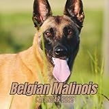Belgian Malinois Calendar 2026: 12 Months Organizer From January to December