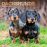 Dachshunds | 2026 12 x 24 Inch (Hanging) Monthly Square Wall Calendar | Foil Stamped Cover | Plastic-Free | BrownTrout | Animals Dog Breeds