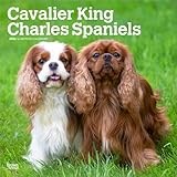 Cavalier King Charles Spaniels | 2026 12 x 24 Inch (Hanging) Monthly Square Wall Calendar | Plastic-Free | BrownTrout | Animals Dog Breeds Puppies