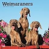 Weimaraner calendar thumbnail