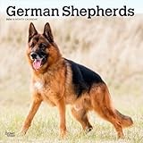German Shepherds | 2026 12 x 24 Inch (Hanging) Monthly Square Wall Calendar | Plastic-Free | BrownTrout | Animals Dog Breeds