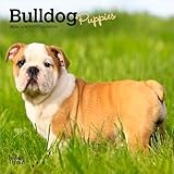 English Bulldog calendar thumbnail
