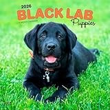 Black Labrador Retriever Puppies | 2026 12 x 24 Inch (Hanging) Monthly Square Wall Calendar | Plastic-Free | BrownTrout | Animals Dog Breeds Puppy