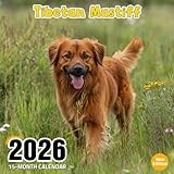 Tibetan Mastiff 2026 Calendar: Majestic mountain dogs in serene snowy scenes