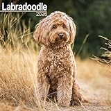 Labradoodle 2026 Calendar | Square MONDAY START Wall Calendar | Dog Breed Gift | Plastic Free Packaging | by Avonside Publishing
