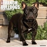 French Bulldogs 2026 Wall Calendar