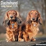 Longhaired Dachshund 2026 Calendar | Square Wall Calendar | Dog Breed Gift | Plastic Free Packaging | by Avonside Publishing