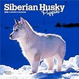 Siberian Husky Puppies | 2026 7 x 14 Inch (Hanging) Monthly Mini Wall Calendar | BrownTrout | Animal Dog Breeds Huskies