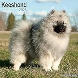 Keeshond 2026 Calendar | Square Wall Calendar | Dog Breed Gift | Plastic Free Packaging | by Avonside Publishing