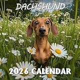 Dachshund Calendar 2026: Long-bodied charm lighting up twelve unique chapters