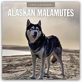 Alaskan Malamutes 2026 Square Wall Calendar