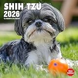 Shih Tzu 2026 Calendar: Cute portraits of the beloved toy breed with monthly planner