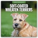 Soft Coated Wheaten Terrier calendar thumbnail
