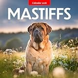 Mastiffs 2026 Calendar: Gentle Giants and Loyal Guardians
