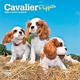 Cavalier King Charles Spaniel Puppies | 2026 7 x 14 Inch (Hanging) Monthly Mini Wall Calendar | BrownTrout | Animals Dog Breeds Puppy
