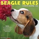 Beagle Rules 2026 12 X 12 Wall Calendar