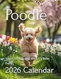 Elegant Companions: 2026 Poodle Calendar – A Year of Grace, Style, and Playful Charm: Perfect for Dog Lovers, Families, and Pet Enthusiasts